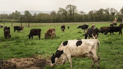 4 provinces declared free from foot and mouth disease