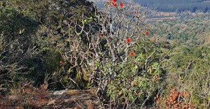 Forestry&#x2019;s role in advancing South Africa&#x2019;s sustainable development goals