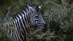 It&#x2019;s wild how much potential there is: Unlocking the power of South Africa&#x2019;s wildlife tourism