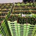 The avocados arrived on 22 October 2024. Source: Supplied.