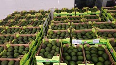 The avocados arrived on 22 October 2024. Source: Supplied.