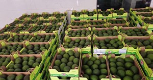 The avocados arrived on 22 October 2024. Source: Supplied.