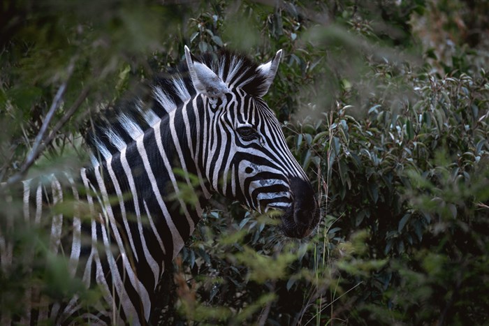 It’s wild how much potential there is: Unlocking the power of South Africa’s wildlife tourism