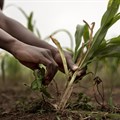 COP29: AI can help develop climate-resistant crops for Africa &#x2013; but it shouldn&#x2019;t be left in the hands of corporates
