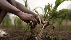 COP29: AI can help develop climate-resistant crops for Africa &#x2013; but it shouldn&#x2019;t be left in the hands of corporates