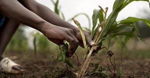 COP29: AI can help develop climate-resistant crops for Africa &#x2013; but it shouldn&#x2019;t be left in the hands of corporates