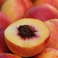 Growers optimistic about 2024/2025 stone fruit exports