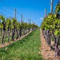 SA's wine industry focuses on sustainability, innovation for future growth