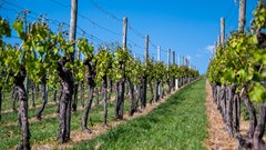 SA's wine industry focuses on sustainability, innovation for future growth