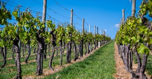 SA's wine industry focuses on sustainability, innovation for future growth