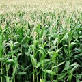 Global competition and local challenges shake SA maize prices