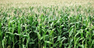 Global competition and local challenges shake SA maize prices