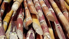 Source: Rufino Uribe via