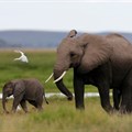 A bird flies over a family of elephants walking in the Amboseli National Park, southeast of Kenya's capital Nairobi, 25 April 2016. Reuters/Thomas Mukoya/File Photo