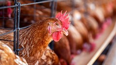 Astral Foods forecasts growth as interest rates fall