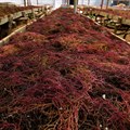 Seaweed farming transforms Kenyan coast amid climate challenges