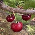 SA's cherry growers optimistic despite frost impact