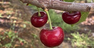 SA's cherry growers optimistic despite frost impact