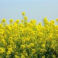SA&#x2019;s canola harvest reaches record levels in 2024