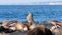 Image source: Hensley Carrasco from