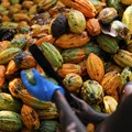 Cocoa firms invest millions in Ghana to prevent further losses