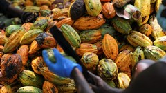 Cocoa firms invest millions in Ghana to prevent further losses