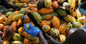 Cocoa firms invest millions in Ghana to prevent further losses