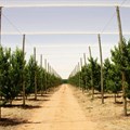 SA fruit industry launches pest monitoring centre