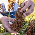 Back to the future: Reviving sorghum in South Africa