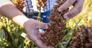 Back to the future: Reviving sorghum in South Africa