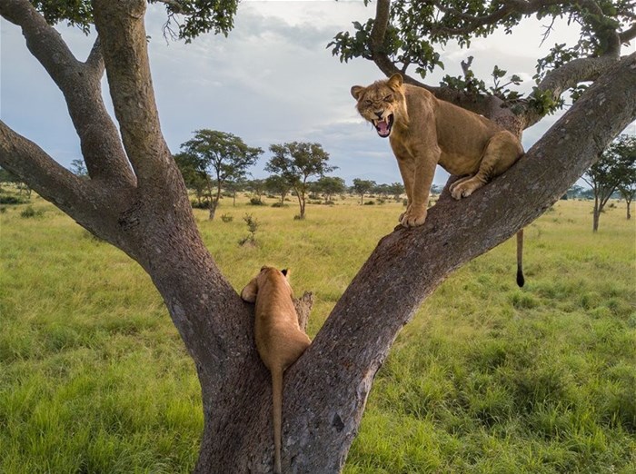 Celebrate the real Lion King this December