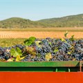 SA wine industry expects improved 2025 grape harvest