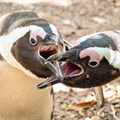 African Penguins (photographed above at the Boulders penguin colony) are critically endangered. Photo: John Yeld/GroundUp