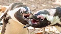 African Penguins (photographed above at the Boulders penguin colony) are critically endangered. Photo: John Yeld/GroundUp