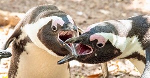 African Penguins (photographed above at the Boulders penguin colony) are critically endangered. Photo: John Yeld/GroundUp