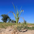 Wilted maize crops are seen in Mumijo, Buhera district, east of capital Harare, Zimbabwe, 16 March 2024. Reuters/Philimon Bulawayo/File Photo