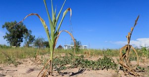 Wilted maize crops are seen in Mumijo, Buhera district, east of capital Harare, Zimbabwe, 16 March 2024. Reuters/Philimon Bulawayo/File Photo