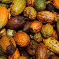 ILE PHOTO: Cocoa pods are pictured at a farm in Sinfra, Ivory Coast April 29, 2023. REUTERS/Luc Gnago/File Photo