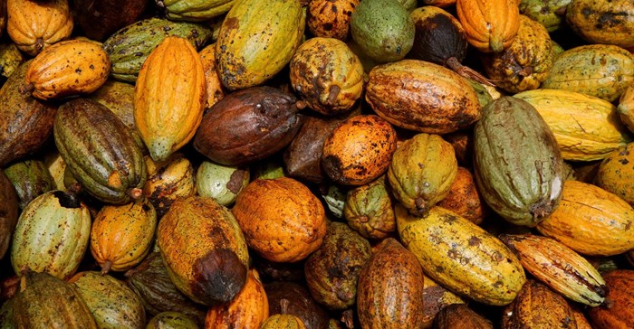 ILE PHOTO: Cocoa pods are pictured at a farm in Sinfra, Ivory Coast April 29, 2023. REUTERS/Luc Gnago/File Photo