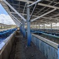 Solar panels provide electricity for the infrastructure and shade for the animals at Aquinion abalone farm.