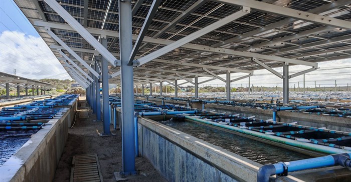 Solar panels provide electricity for the infrastructure and shade for the animals at Aquinion abalone farm.