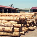 Global wood and paper trade drops 12% as digital media grows