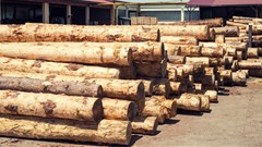 Global wood and paper trade drops 12% as digital media grows