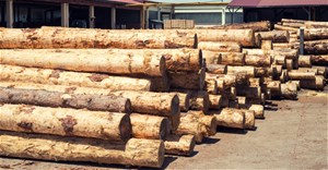 Global wood and paper trade drops 12% as digital media grows