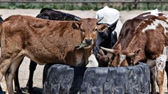 SA red meat producers target Algeria to expand exports