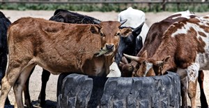 SA red meat producers target Algeria to expand exports