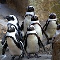 Pick n Pay assists in saving the African penguins