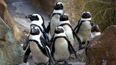 Pick n Pay assists in saving the African penguins
