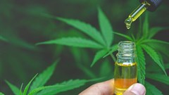 #BizTrends2025: South Africa&#x2019;s cannabis market: preventing misuse or missed opportunities