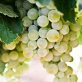 SA wine industry shows resilience, eyes brighter 2025